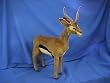 Gazelle Standing Plush Toy