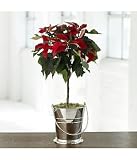 Flowers and Plant Gifts: Poinsettia Topiary