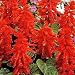 Salvia Blaze of Fire