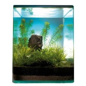 Blyxa Cube für 10 l Nano-Aquarium