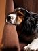 Adorable Dog Sleeping and Resting Head on Armchair Photographic Poster Print, 12x16
