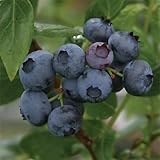 [ハイブッシュ系]ブルーベリー：デューク5号ポット[大実系・極早生・生食向き][苗木]