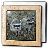 Two Raccoons - 6 Inch Tile Napkin Holder