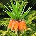 Fritillaria 'Orange' - 1pc w/ 25 Bonus Alliums