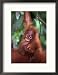 Baby Sumatran Orangutan, Indonesia Collections Framed Photographic Poster Print by Robert Franz, 17x21