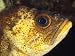 A Close View of the Eye and Cheek of a Quillback Rockfish Photographic Poster Print