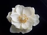 NEW Ivory White Magnolia Flower Hair Clip, Limited.