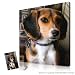 Personalized Gifts for Pet Lovers -Fun pictures from your pet photos