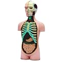 Human Muscle and Skeleton Model