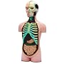 Human Muscle and Skeleton Model