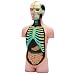 Human Muscle and Skeleton Model