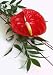 Red Anthurium Flower,flamingo Flower - 24