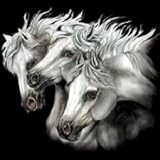 Women's Sweatshirt : Three White Horses - Grey Arabian Horse