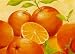 Orange Orange by Susanne Bach Art Print Poster - FRAMED