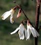 Rare White Forsythia - Red Fall Color-Illegal in Korea!