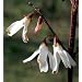 Rare White Forsythia - Red Fall Color-Illegal in Korea!