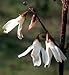 Rare White Forsythia - Red Fall Color-Illegal in Korea!