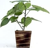 木製４寸ウンベラータ枝