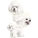 Bichon Frise Night Light