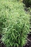 Fargesia murieliae - Hardy Bamboo x 4 Superb Clumps