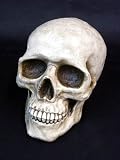 ＴＢＳ　金曜ドラマ「ヤマトナデシコ七変化」のスナコの部屋に出てます。skull daddy スカル バンク　(貯金箱)　Ｌｻｲｽﾞの画像