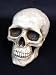 �ԣ£ӡ����˥ɥ�ޡ֥�ޥȥʥǥ������Ѳ��פΥ��ʥ��������˽Фޤ�����skull daddy ������ �Х󥯡�(����Ȣ)���̎�������