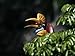 A Female Red-Knobbed Hornbill Eats a Fig Photographic Poster Print, 24x18