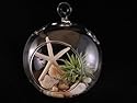 Air Plant and Starfish Hanging Glass Globe Terrarium Kit By Hinterland Trading