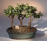 Bonsai Boy's Baby Jade-3 Bonsai Tree Group<br><i>(portulacaria afra)</i>