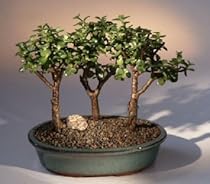 Bonsai Boy's Baby Jade-3 Bonsai Tree Group<br><i>(portulacaria afra)</i>