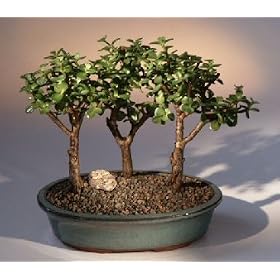 Bonsai Boy's Baby Jade-3 Bonsai Tree Group(portulacaria afra)