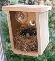 Window Nest Box