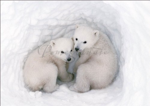 Polar Bear Cubs Boxed Holiday Cards