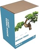 Outdoor Living : bonsai tree