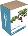 Outdoor Living : bonsai tree