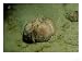 Sea Potato or Heart Urchin, North Wales, UK Animals Photographic Poster Print by Paul...