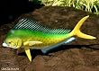 Taxidermy Quality Fiberglass 12 " Mahi Mahi Wall Mount