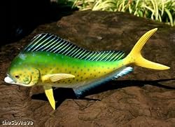 Taxidermy Quality Fiberglass 12 " Mahi Mahi Wall Mount