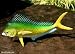 Taxidermy Quality Fiberglass 12 " Mahi Mahi Wall Mount