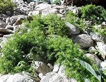 Asparagus Fern Seed