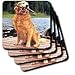 Dogs Golden Retriever - Golden Retriever - Coasters