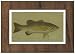 Small-mouthed Black Bass - James Harris Art Print Poster 18 x 13