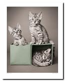 Bengal Kittens by Rachael Hale Animals Cats Photography 13.25 x16.75 in. Fine Art Print