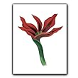 Tropical Flower - Gift Enclosure Cards (set of 12)