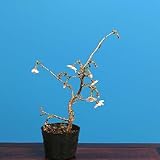 苗：富士桜（桃源)