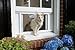 Petsafe Cat Windoor