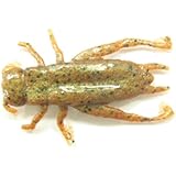 Gulp FW Cricket Fishing Bait