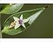 Photographic Prints of Butchers Broom - in flower and fruit, autumn; from Ardea Wildlife Pets