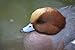 Eurasian Widgeon Taxidermy Photo Reference CD