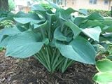 ** 7 GIANT BLUE/GREEN HOSTA SEEDS ** LOW COVERAGE #1075